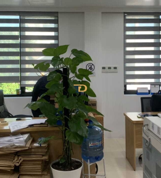 Rèm cuốn Hàn Quốc cao cấp